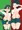 ヒロアカ