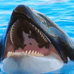 シャチのアース