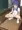 教卓でやっちゃう梨花ちゃん