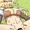 しょうが