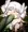触手まど神様