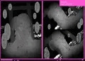 異種姦風俗街(5) ふたなりロリの筆おろし withサキュバス