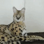 世界初