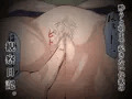 ママ観察日記~酔っぱらったら朝まで起きない母親に中出しし続けた結果~