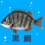 松皮ちぬ