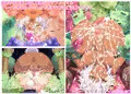 ふたなりダークエルフちゃんVSふたなりモン娘ダンジョン