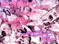 肉色♥桜吹雪