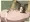 Twitterまとめたーの