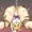 クイーンズブレイドのライラちゃんVS触手