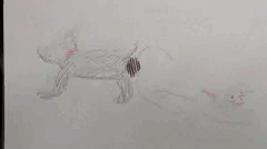 交尾