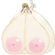 超乳超ボテ腹