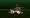 ふうの獣姦種付け