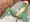 にんげんってしゅごい