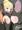 ダクネス