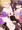プレミアム年忘れ