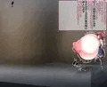 【依頼】おっぱいを改造される花梨先輩