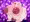 メガハピナス