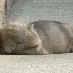 ゐので