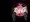 悪魔っ娘＋触手壺＋媚薬漬け
