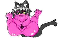 うちのこ