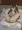 卵産み