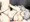 アクィラ