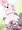 うさぎにたべられたおおかみ