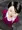 TOWER PREP_THE HAZING OF SUKI SATO PART 2 GIFアニメ