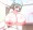 疑似せっせ