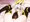 うちのこ　すけべ1