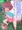 素直すぎる女に素直じゃない女