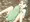 【ﾘｸ絵】カエルと交尾
