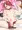 シュミッタちゃん