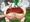 新年あけおめ！巫女ちゃんの臭っさい野糞