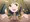 イヌ子トイレフェラ