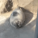 まきぃ