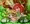 イーナとニーナ
