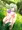 こいしちゃん　野外放尿