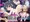 【宣伝】快楽実験棟Ⅳ