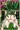 神炎戦姫ハツカVol.5.5