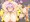 ふたなりボテ腹金ビキニさとりん