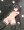 水着剥ぎデスマッチ れもんちゃん(☆3)敗北