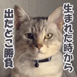 翔丸