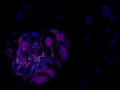 【CG集】ふたなり変身戦姫が異形化改造される話