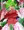 ドラコテンタクロス