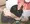 中に出されちゃった…ごめんなさい、あなた……