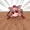 リクエスト　首だけ出して埋められた椛ちゃん