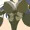 ぐったり開脚！やられ巨乳くのいち！