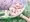 おみくじ門松風呂【アニメ】