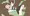 異世界に来た少女VSオークの群れ